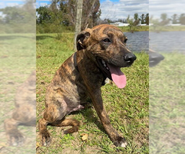 Medium Photo #2 Mutt Puppy For Sale in Tarrytown, GA, USA