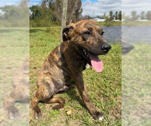 Moby - Male Mutt Dog for Adoption - Photo #2