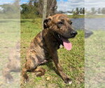 Small Photo #2 Mutt Puppy For Sale in Tarrytown, GA, USA