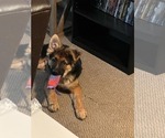 Small Photo #31 German Shepherd Dog Puppy For Sale in LA FAYETTE, NY, USA