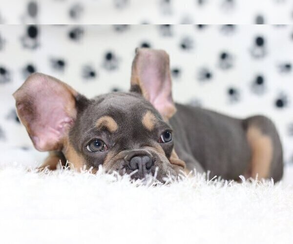 Medium Photo #4 French Bulldog Puppy For Sale in PALM BEACH, FL, USA