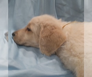 Labradoodle Puppy for sale in JEFFERSONTOWN, KY, USA