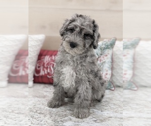 Poodle (Miniature)-Sheepadoodle Mix Puppy for sale in NORTH LAWRENCE, OH, USA