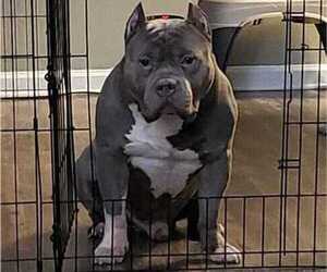 Father of the American Bully puppies born on 03/24/2024