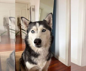 Zoey - Female Siberian Husky Dog for Adoption - Photo #3