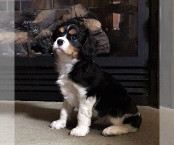 Medium Photo #5 Cavalier King Charles Spaniel Puppy For Sale in PARKESBURG, PA, USA