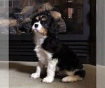 Small Photo #5 Cavalier King Charles Spaniel Puppy For Sale in PARKESBURG, PA, USA