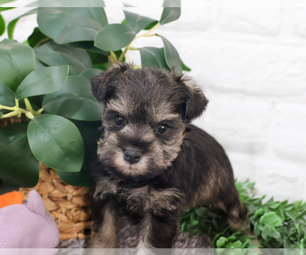 Medium Photo #12 Schnauzer (Miniature) Puppy For Sale in SYRACUSE, IN, USA