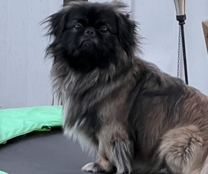Father of the Pekingese puppies born on 09/15/2025