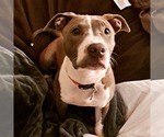 Small Photo #1 American Staffordshire Terrier Puppy For Sale in MARIETTA, GA, USA