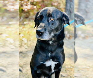 Labrador Retriever Dogs for adoption in Jackson , NJ, USA