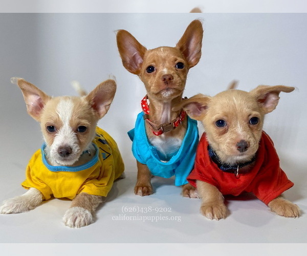Medium Photo #1 Chihuahua Puppy For Sale in BREA, CA, USA