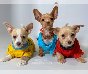 Chihuahua Puppy for Sale in BREA, California USA