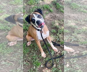 Boxer Dogs for adoption in Woodbury, MN, USA
