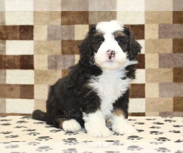 Medium Photo #4 Bernedoodle (Miniature) Puppy For Sale in DENVER, PA, USA