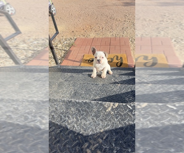 Medium Photo #18 French Bulldog Puppy For Sale in BUCKEYE, AZ, USA
