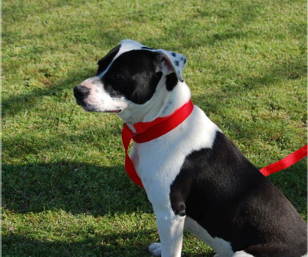 Medium Photo #6 American Bulldog-Dalmatian Mix Puppy For Sale in Monticello, MS, USA