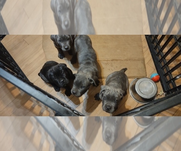 Medium Photo #25 Cane Corso Puppy For Sale in JACKSON, GA, USA