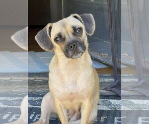 Pug Dogs for adoption in Greenville, SC, USA