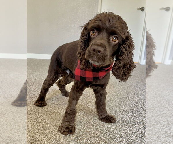 Medium Photo #8 Cocker Spaniel Puppy For Sale in Sherman Oaks, CA, USA