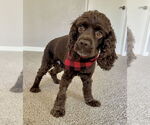Small #7 Cocker Spaniel
