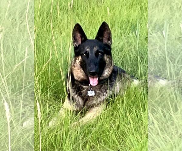 Medium Photo #1 German Shepherd Dog Puppy For Sale in Coldwater, MI, USA