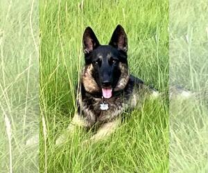 German Shepherd Dog Dogs for adoption in Coldwater, MI, USA