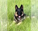 Small German Shepherd Dog