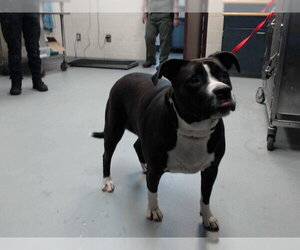 Mutt Dogs for adoption in Fayetteville, NC, USA