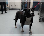 TESSA - Female Mutt Dog for Adoption - Small photo
