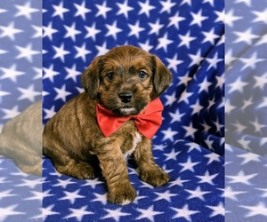 Wapoo Puppy for sale in NOTTINGHAM, PA, USA