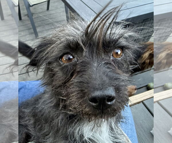 Medium Photo #2 Poodle (Toy)-Unknown Mix Puppy For Sale in Littleton, CO, USA