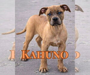 Muscle Mastiff Dogs for adoption in Pompano Beach , FL, USA