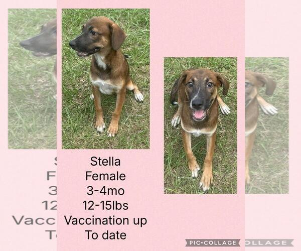 Medium Photo #3 Feist Terrier-Plott Hound Mix Puppy For Sale in Virginia Beach, VA, USA