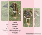 Small #2 Feist Terrier-Plott Hound Mix