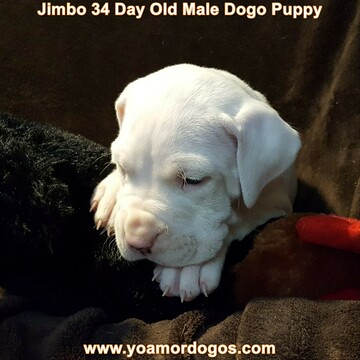 Medium Photo #107 Dogo Argentino Puppy For Sale in JANE, MO, USA