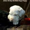 Small Photo #107 Dogo Argentino Puppy For Sale in JANE, MO, USA