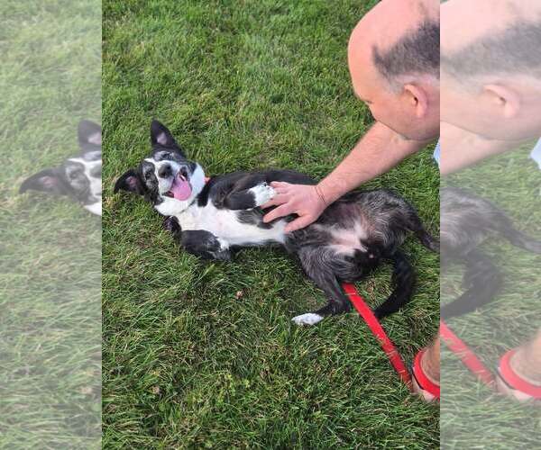 Medium Photo #2 Border Collie-Unknown Mix Puppy For Sale in New London, WI, USA