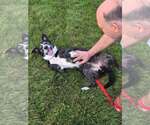 Small #1 Border Collie Mix