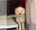 Small Poodle (Miniature)