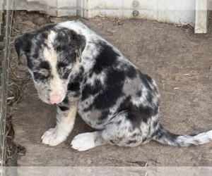 Border-Aussie Puppy for Sale in MOUNT PLEASANT, Iowa USA