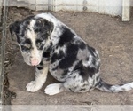 Image preview for Ad Listing. Nickname: Checkers