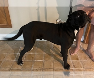 American Mastiff Puppy for sale in CHAGRIN FALLS, OH, USA