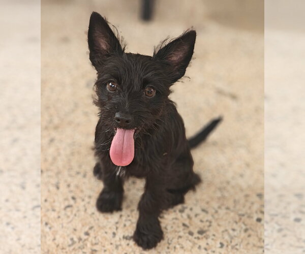 Medium Photo #1 Mutt Puppy For Sale in Royal Palm Beach, FL, USA