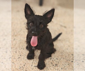 Mutt Dogs for adoption in Royal Palm Beach, FL, USA
