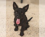 Small Mutt