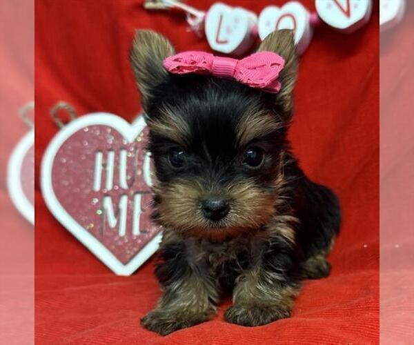 Medium Photo #11 Yorkshire Terrier Puppy For Sale in JACKSONVILLE, FL, USA