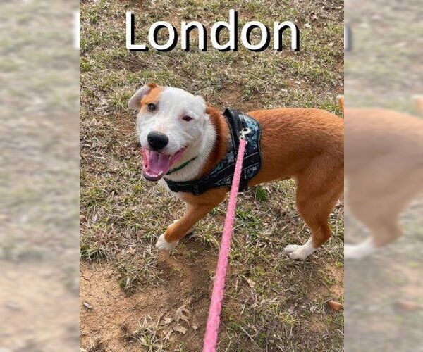 Medium Photo #7 Bull Terrier-Labrador Retriever Mix Puppy For Sale in Mountain View, AR, USA