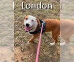 Small #6 Bull Terrier-Labrador Retriever Mix