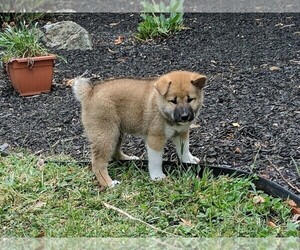 Shiba Inu Puppy for sale in MANHEIM, PA, USA